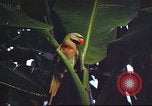 Image of United States airman Vietnam, 1965, second 44 stock footage video 65675062004