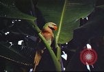 Image of United States airman Vietnam, 1965, second 46 stock footage video 65675062004