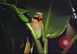 Image of United States airman Vietnam, 1965, second 47 stock footage video 65675062004