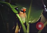 Image of United States airman Vietnam, 1965, second 50 stock footage video 65675062004