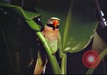 Image of United States airman Vietnam, 1965, second 51 stock footage video 65675062004