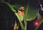 Image of United States airman Vietnam, 1965, second 52 stock footage video 65675062004