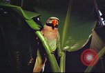 Image of United States airman Vietnam, 1965, second 53 stock footage video 65675062004