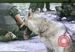 Image of scout dogs Vietnam, 1966, second 1 stock footage video 65675062005