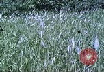 Image of scout dogs Vietnam, 1966, second 22 stock footage video 65675062005
