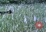 Image of scout dogs Vietnam, 1966, second 23 stock footage video 65675062005