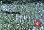 Image of scout dogs Vietnam, 1966, second 24 stock footage video 65675062005