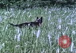 Image of scout dogs Vietnam, 1966, second 25 stock footage video 65675062005