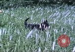 Image of scout dogs Vietnam, 1966, second 26 stock footage video 65675062005