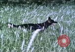 Image of scout dogs Vietnam, 1966, second 27 stock footage video 65675062005