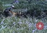 Image of scout dogs Vietnam, 1966, second 30 stock footage video 65675062005
