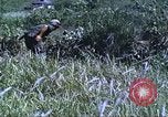 Image of scout dogs Vietnam, 1966, second 31 stock footage video 65675062005
