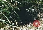 Image of scout dogs Vietnam, 1966, second 32 stock footage video 65675062005