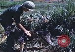 Image of scout dogs Vietnam, 1966, second 41 stock footage video 65675062005