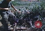 Image of scout dogs Vietnam, 1966, second 42 stock footage video 65675062005