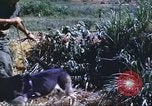 Image of scout dogs Vietnam, 1966, second 43 stock footage video 65675062005