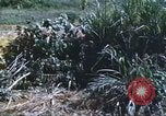 Image of scout dogs Vietnam, 1966, second 44 stock footage video 65675062005