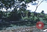 Image of scout dogs Vietnam, 1966, second 51 stock footage video 65675062005