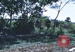 Image of scout dogs Vietnam, 1966, second 52 stock footage video 65675062005