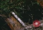 Image of scout dogs Vietnam, 1966, second 54 stock footage video 65675062005