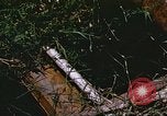 Image of scout dogs Vietnam, 1966, second 55 stock footage video 65675062005
