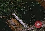 Image of scout dogs Vietnam, 1966, second 56 stock footage video 65675062005