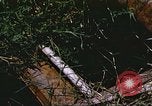 Image of scout dogs Vietnam, 1966, second 57 stock footage video 65675062005