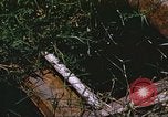 Image of scout dogs Vietnam, 1966, second 58 stock footage video 65675062005