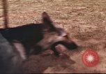 Image of sentry dogs South Vietnam, 1967, second 7 stock footage video 65675062006
