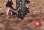 Image of sentry dogs South Vietnam, 1967, second 9 stock footage video 65675062006