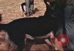 Image of sentry dogs South Vietnam, 1967, second 11 stock footage video 65675062006