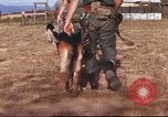 Image of sentry dogs South Vietnam, 1967, second 14 stock footage video 65675062006