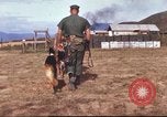 Image of sentry dogs South Vietnam, 1967, second 16 stock footage video 65675062006