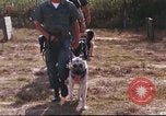Image of sentry dogs South Vietnam, 1967, second 19 stock footage video 65675062006
