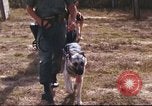 Image of sentry dogs South Vietnam, 1967, second 20 stock footage video 65675062006