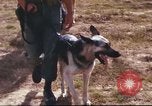 Image of sentry dogs South Vietnam, 1967, second 21 stock footage video 65675062006