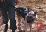 Image of sentry dogs South Vietnam, 1967, second 22 stock footage video 65675062006