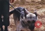 Image of sentry dogs South Vietnam, 1967, second 23 stock footage video 65675062006