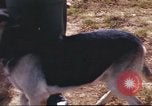 Image of sentry dogs South Vietnam, 1967, second 24 stock footage video 65675062006