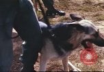 Image of sentry dogs South Vietnam, 1967, second 26 stock footage video 65675062006