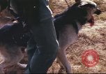Image of sentry dogs South Vietnam, 1967, second 27 stock footage video 65675062006