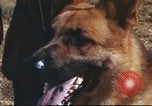 Image of sentry dogs South Vietnam, 1967, second 29 stock footage video 65675062006