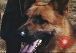 Image of sentry dogs South Vietnam, 1967, second 30 stock footage video 65675062006
