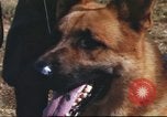 Image of sentry dogs South Vietnam, 1967, second 31 stock footage video 65675062006