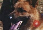 Image of sentry dogs South Vietnam, 1967, second 32 stock footage video 65675062006