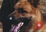 Image of sentry dogs South Vietnam, 1967, second 33 stock footage video 65675062006