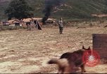 Image of sentry dogs South Vietnam, 1967, second 35 stock footage video 65675062006