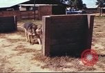 Image of sentry dogs South Vietnam, 1967, second 37 stock footage video 65675062006