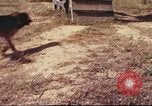 Image of sentry dogs South Vietnam, 1967, second 39 stock footage video 65675062006