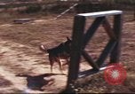 Image of sentry dogs South Vietnam, 1967, second 43 stock footage video 65675062006